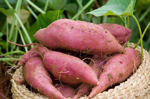 紅薯怎么才能保存的時間長點？