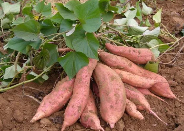 甘薯如何影響中國？